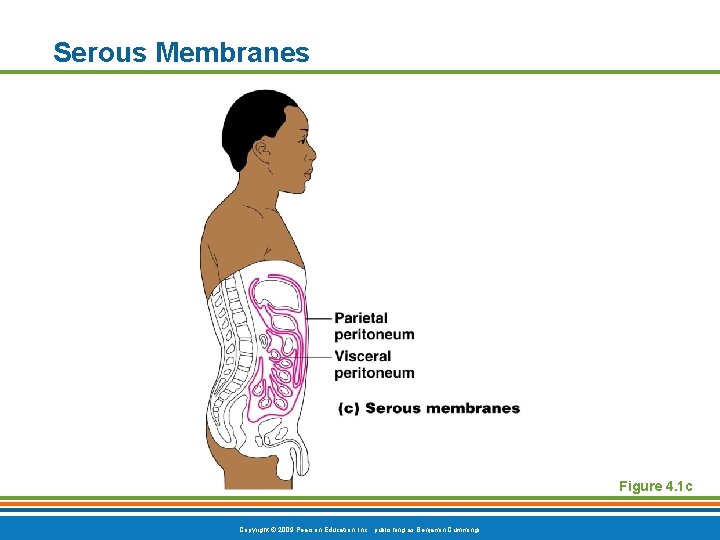 Serous Membranes Figure 4. 1 c Copyright © 2009 Pearson Education, Inc. , publishing