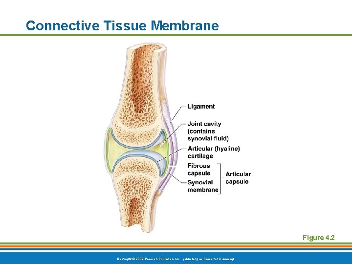 Connective Tissue Membrane Figure 4. 2 Copyright © 2009 Pearson Education, Inc. , publishing