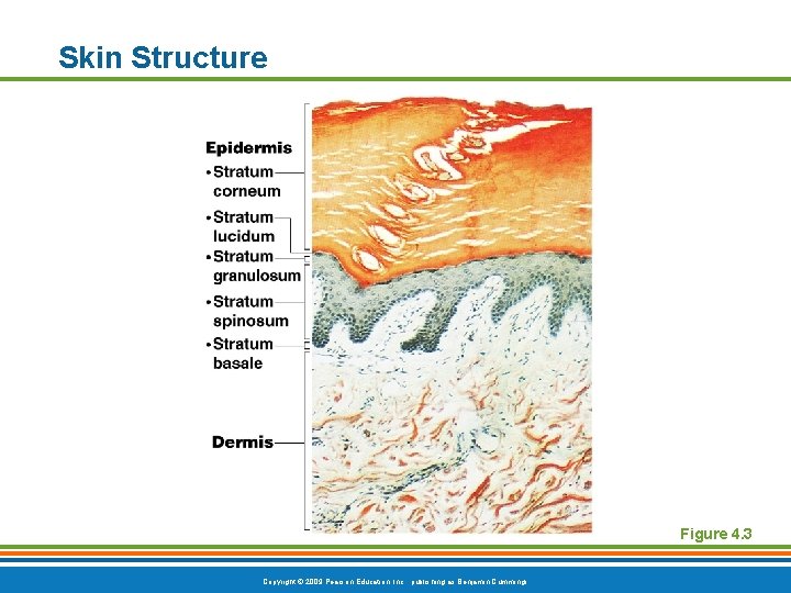Skin Structure Figure 4. 3 Copyright © 2009 Pearson Education, Inc. , publishing as