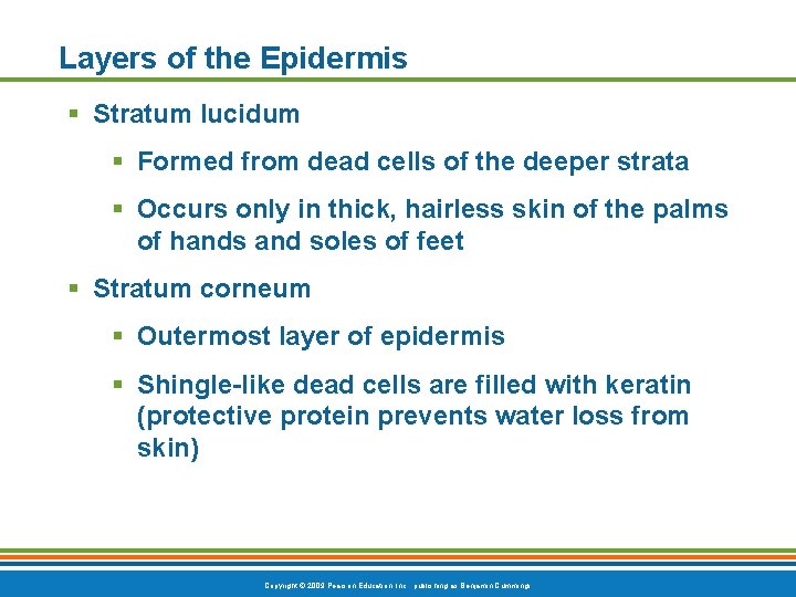 Layers of the Epidermis § Stratum lucidum § Formed from dead cells of the