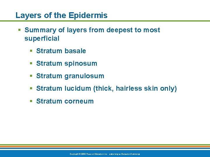 Layers of the Epidermis § Summary of layers from deepest to most superficial §