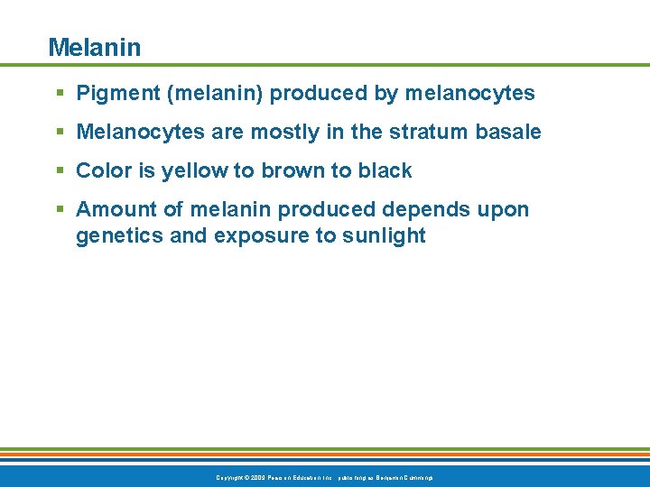 Melanin § Pigment (melanin) produced by melanocytes § Melanocytes are mostly in the stratum