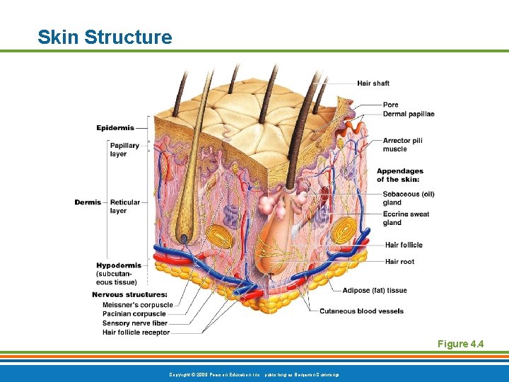 Skin Structure Figure 4. 4 Copyright © 2009 Pearson Education, Inc. , publishing as