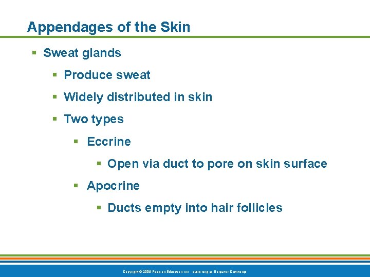 Appendages of the Skin § Sweat glands § Produce sweat § Widely distributed in