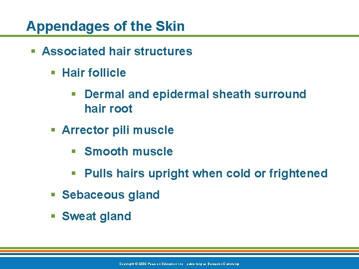 Appendages of the Skin § Associated hair structures § Hair follicle § Dermal and