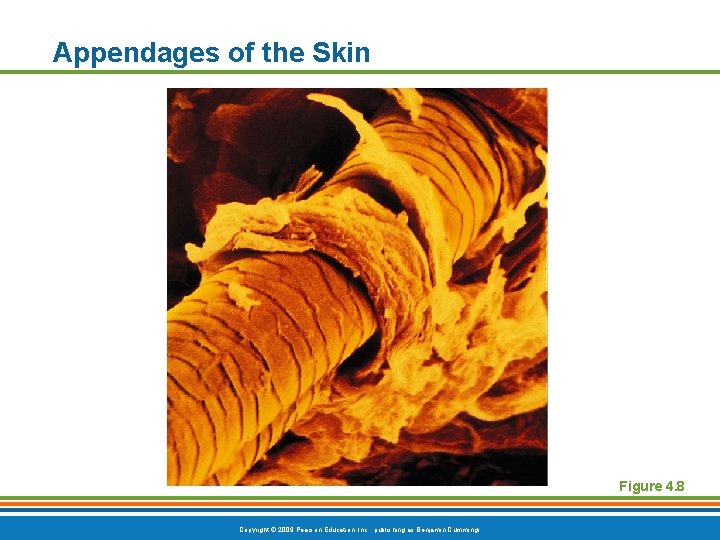 Appendages of the Skin Figure 4. 8 Copyright © 2009 Pearson Education, Inc. ,