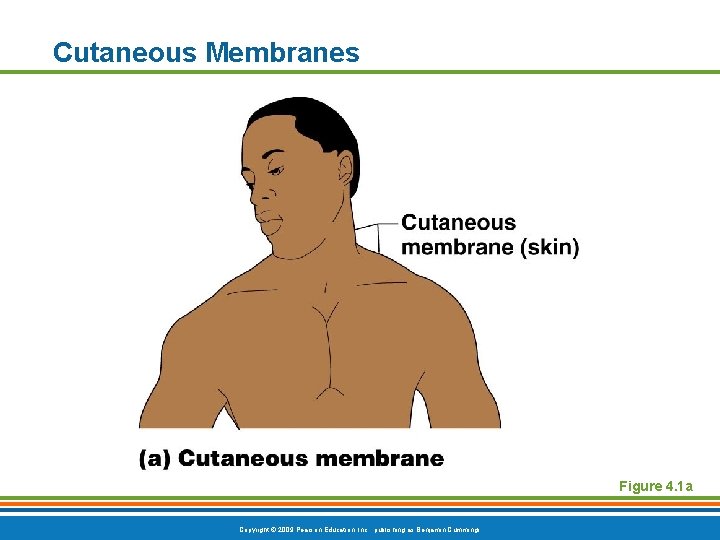 Cutaneous Membranes Figure 4. 1 a Copyright © 2009 Pearson Education, Inc. , publishing