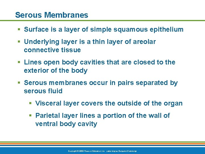 Serous Membranes § Surface is a layer of simple squamous epithelium § Underlying layer