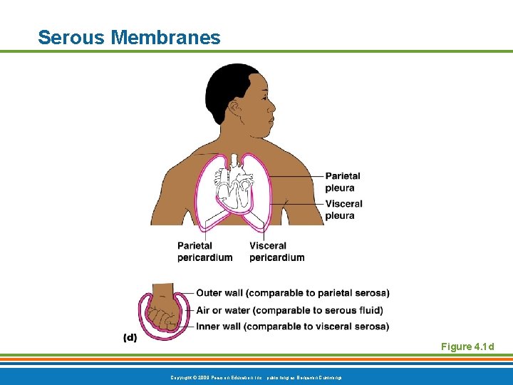 Serous Membranes Figure 4. 1 d Copyright © 2009 Pearson Education, Inc. , publishing