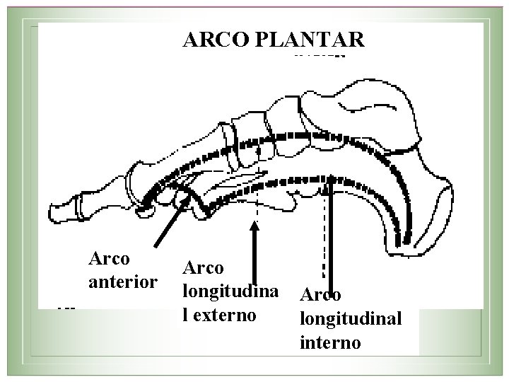 ARCO PLANTAR Arco anterior Arco longitudina l externo Arco longitudinal interno 