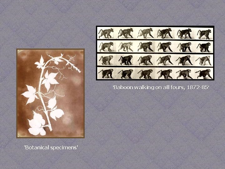 'Baboon walking on all fours, 1872 -85' 'Botanical specimens' 