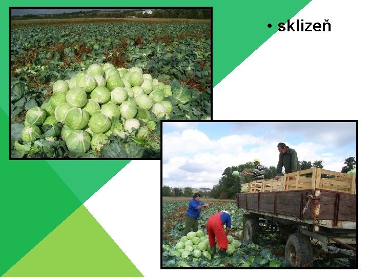  • sklizeň 