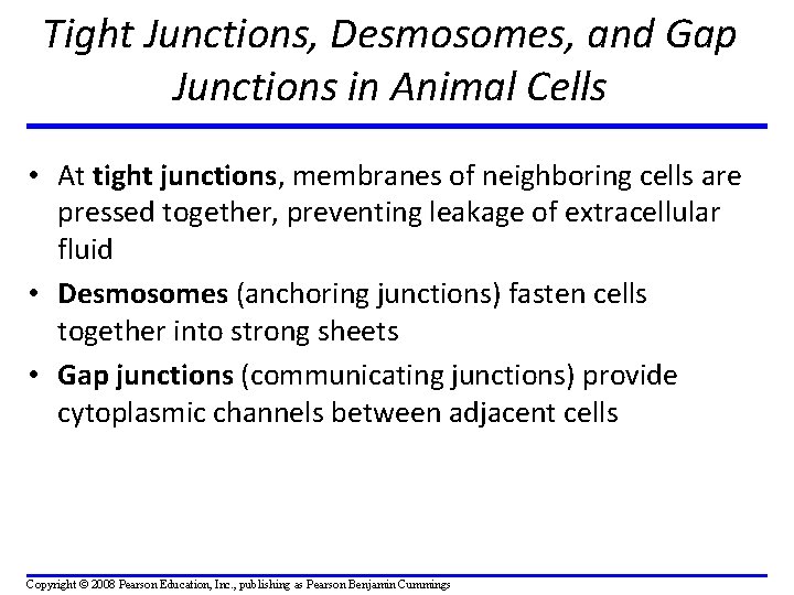 Tight Junctions, Desmosomes, and Gap Junctions in Animal Cells • At tight junctions, membranes
