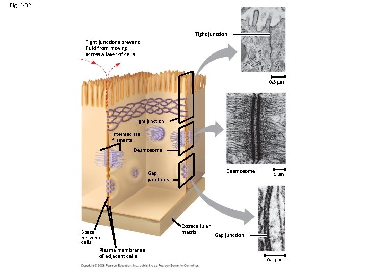 Fig. 6 -32 Tight junctions prevent fluid from moving across a layer of cells