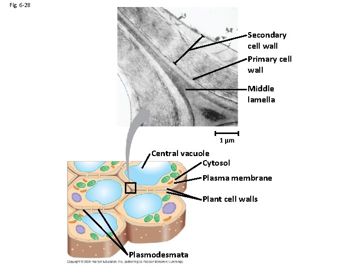 Fig. 6 -28 Secondary cell wall Primary cell wall Middle lamella 1 µm Central