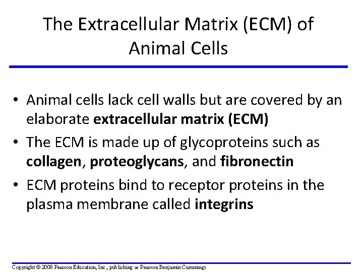 The Extracellular Matrix (ECM) of Animal Cells • Animal cells lack cell walls but