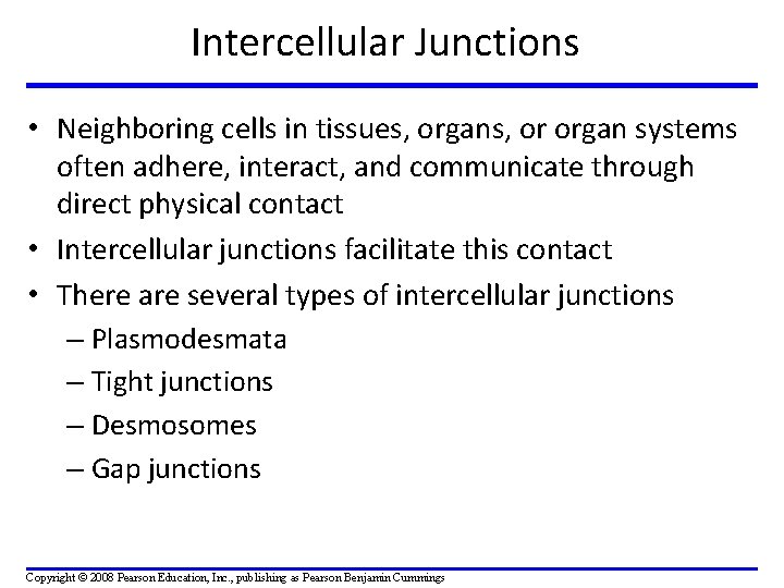 Intercellular Junctions • Neighboring cells in tissues, organs, or organ systems often adhere, interact,