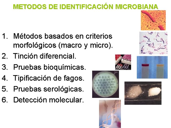 METODOS DE IDENTIFICACIÓN MICROBIANA 1. Métodos basados en criterios morfológicos (macro y micro). 2.