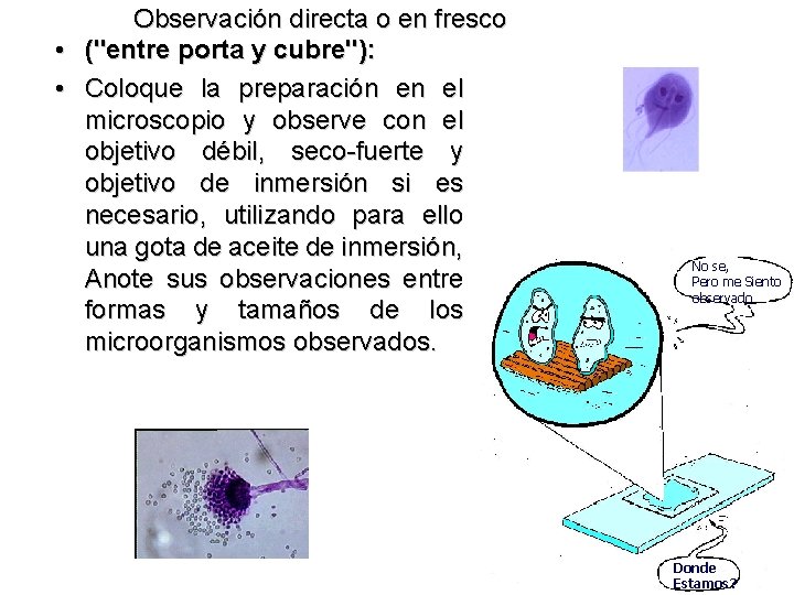 Observación directa o en fresco • ("entre porta y cubre"): • Coloque la preparación