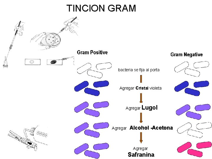 TINCION GRAM bacteria se fija al porta Agregar cristal violeta Agregar Lugol Agregar Alcohol