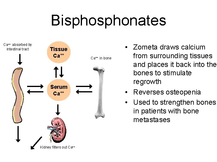 Bisphonates Ca++ absorbed by intestinal tract Tissue Ca++ Serum Ca++ Kidney filters out Ca++