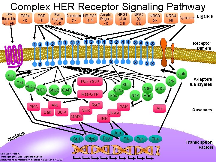 Complex HER Receptor Signaling Pathway LPA thrombin ET, etc TGFα (1) EGF (1) Epiregulin