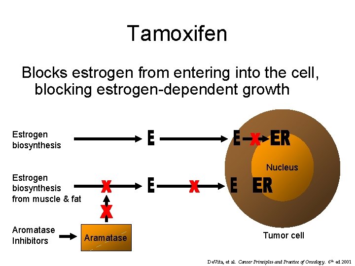 Tamoxifen Blocks estrogen from entering into the cell, blocking estrogen-dependent growth Estrogen biosynthesis Nucleus