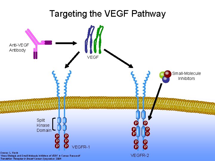 Targeting the VEGF Pathway Anti-VEGF Antibody VEGF Small-Molecule Inhibitors Split Kinase Domain P P