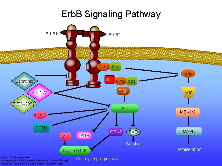 Erb. B Signaling Pathway Erb. B 1 Erb. B 2 Grb 2 Sos Ras