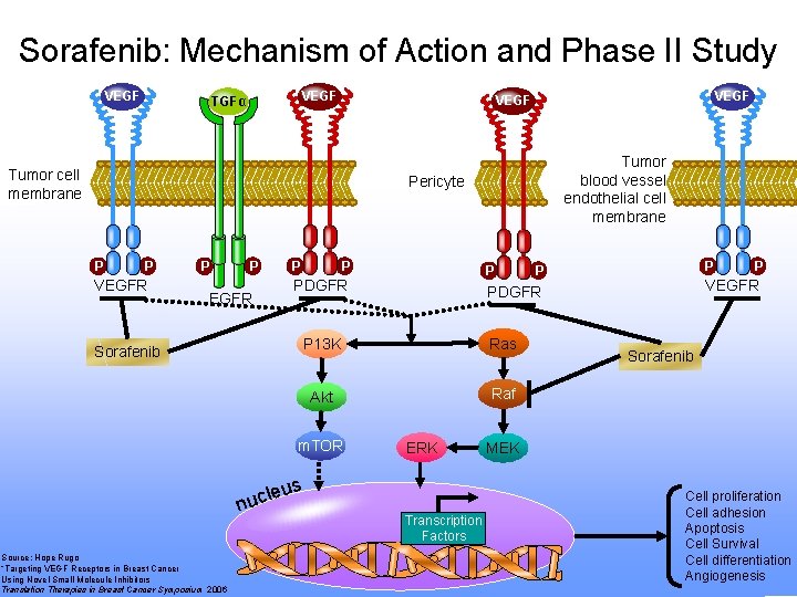 Sorafenib: Mechanism of Action and Phase II Study VEGF TGFα VEGF Tumor cell membrane