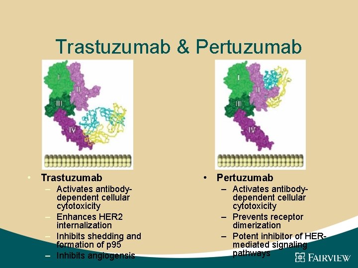 Trastuzumab & Pertuzumab • Trastuzumab – Activates antibodydependent cellular cytotoxicity – Enhances HER 2