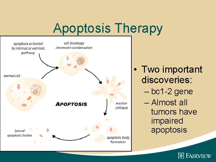 Apoptosis Therapy • Two important discoveries: – bc 1 -2 gene – Almost all
