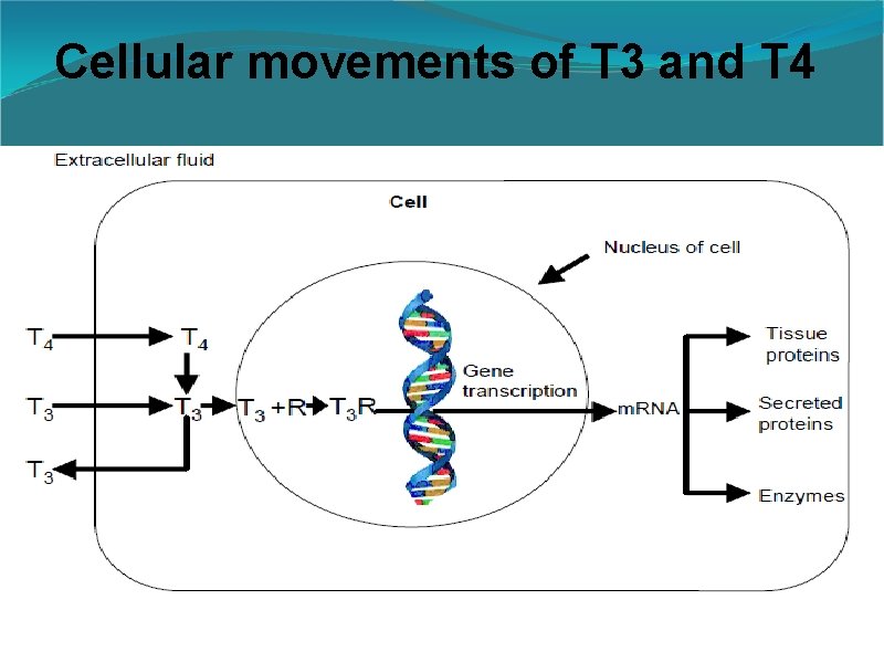 Cellular movements of T 3 and T 4 