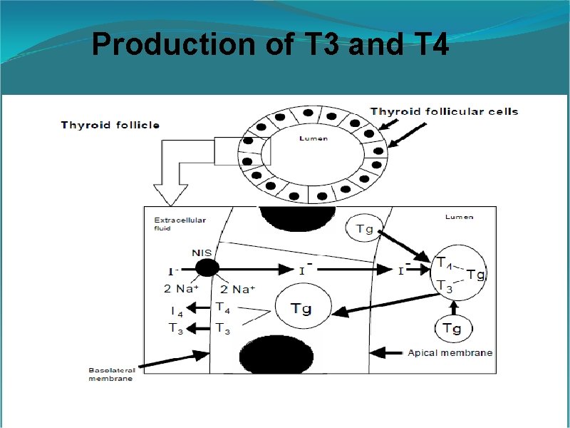Production of T 3 and T 4 