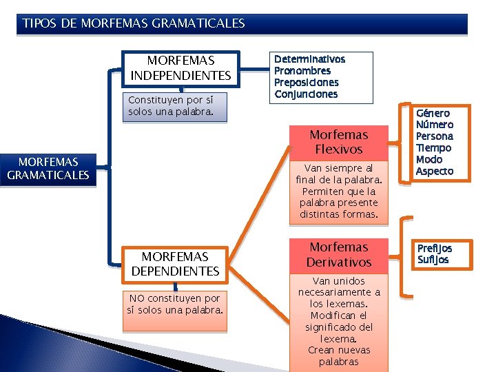TIPOS DE MORFEMAS GRAMATICALES MORFEMAS INDEPENDIENTES Constituyen por sí solos una palabra. Determinativos Pronombres