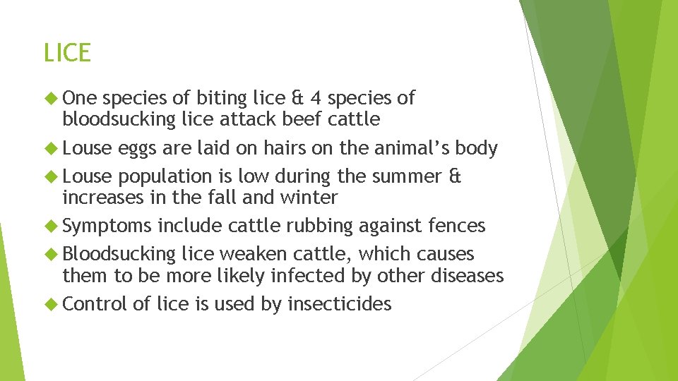 LICE One species of biting lice & 4 species of bloodsucking lice attack beef