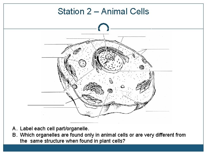 Station 2 – Animal Cells A. Label each cell part/organelle. B. Which organelles are