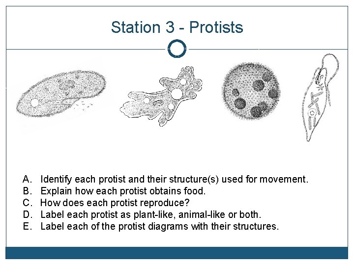 Station 3 - Protists A. B. C. D. E. Identify each protist and their