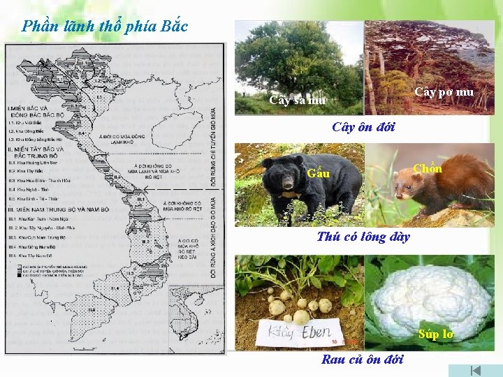 Phần lãnh thổ phía Bắc Cây pơ mu Cây sa mu Cây ôn đới