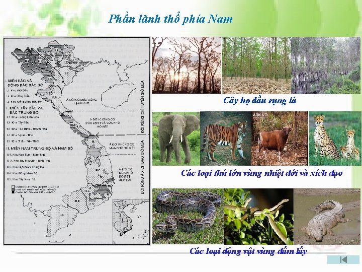 Phần lãnh thổ phía Nam Cây họ dầu rụng lá Các loại thú lớn