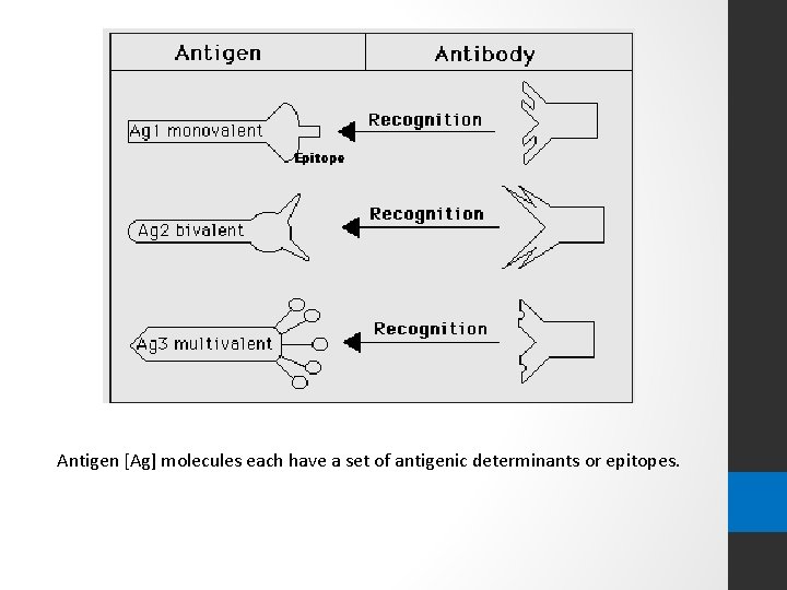 Antigen [Ag] molecules each have a set of antigenic determinants or epitopes. 