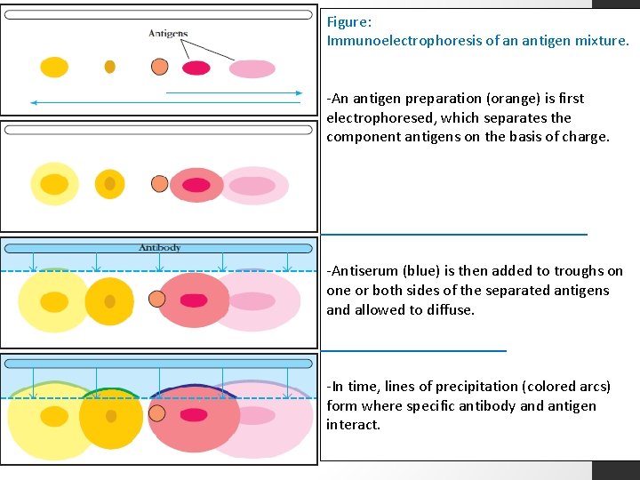 Figure: Immunoelectrophoresis of an antigen mixture. -An antigen preparation (orange) is first electrophoresed, which