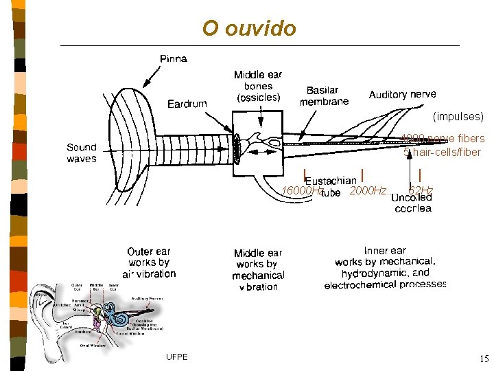 O ouvido (impulses) 4000 nerve fibers 5 hair-cells/fiber 16000 Hz. . . Geber Ramalho