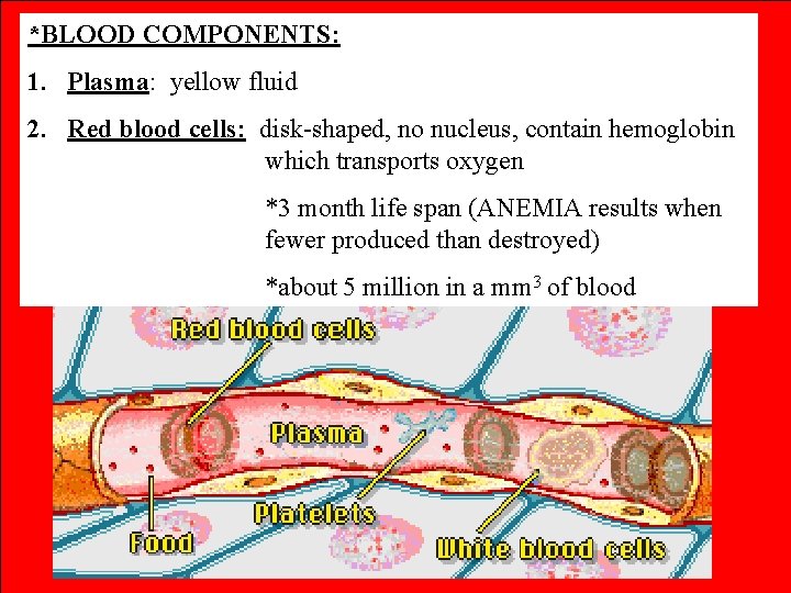 *BLOOD COMPONENTS: 1. Plasma: yellow fluid 2. Red blood cells: disk-shaped, no nucleus, contain