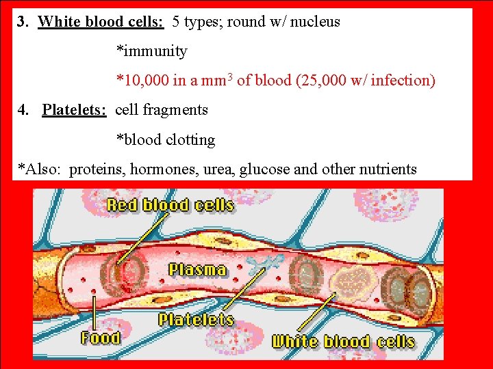 3. White blood cells: 5 types; round w/ nucleus *immunity *10, 000 in a