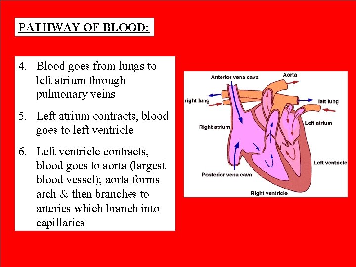 PATHWAY OF BLOOD: 4. Blood goes from lungs to left atrium through pulmonary veins