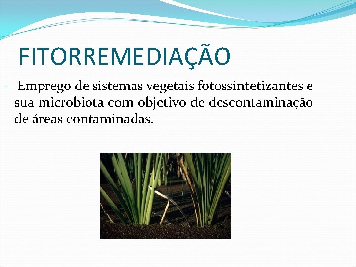 FITORREMEDIAÇÃO - Emprego de sistemas vegetais fotossintetizantes e sua microbiota com objetivo de descontaminação