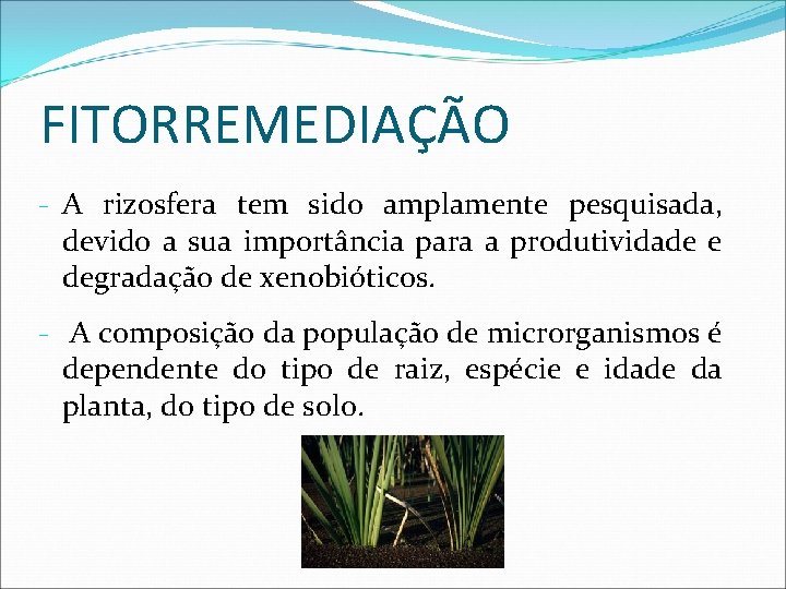 FITORREMEDIAÇÃO - A rizosfera tem sido amplamente pesquisada, devido a sua importância para a