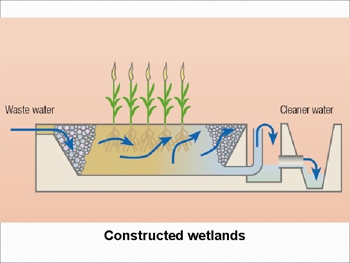 Constructed wetlands 