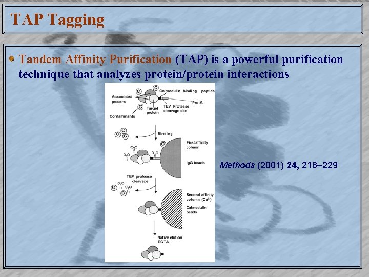 TAP Tagging Tandem Affinity Purification (TAP) is a powerful purification technique that analyzes protein/protein